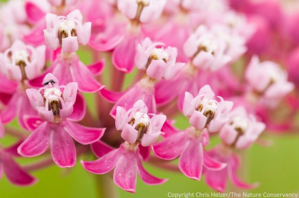 Swamp milkweed is having a great year in our prairies.  While it's a perennial plant, we don't always see it blooming in abundance.  It's always nice when it does.