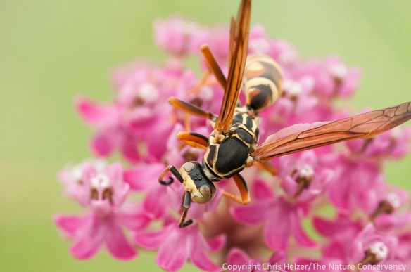 A paper wasp was feeding on nectar from swamp milkweed.  I'll share some more images and a story about this wasp in an upcoming post.