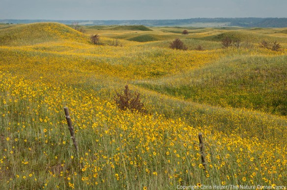 Some people will look at this photo and see an amazing abundance of pretty wildflowers.  Others will see weeds running amuck.