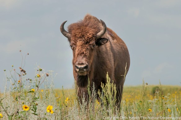 Bison