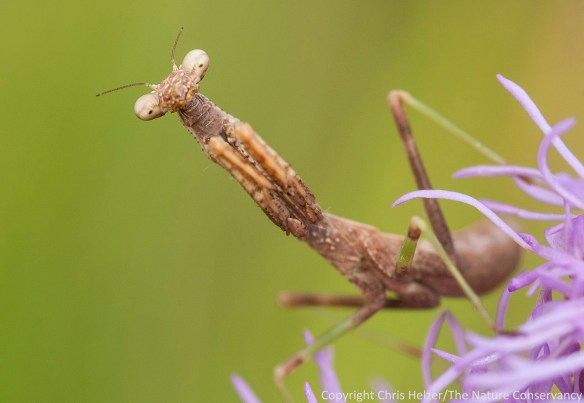 A praying mantis nymph on rough blazing star (Liatris aspera).  Lincoln Creek Prairie - Aurora, Nebraska.