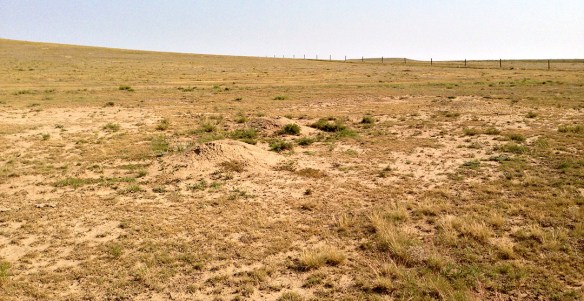 CPER: Another major difference- look at the ground cleared by a small prairie dog colony!