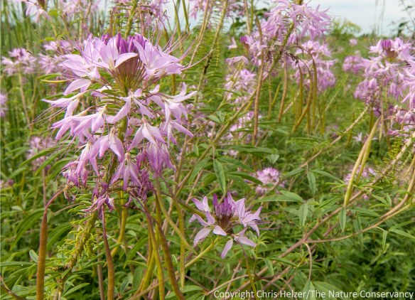Rocky mountain bee plant. Platte River Prairies, Nebraska.