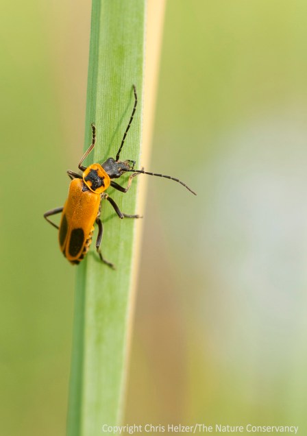A soldier beetle on a grass leaf.  Lincoln Creek Prairie - Aurora, Nebraska.