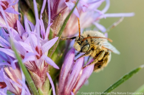 A male long-horned bee (Melissodes sp) on dotted gayfeather (Liatris punctata).  Helzer family prairie - south of Aurora, Nebraska.