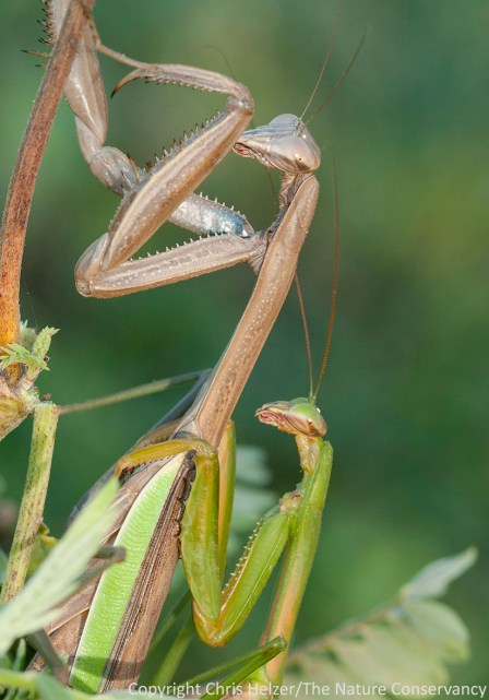 A mating pair.  And no, the female doesn't (usually) eat the male when they're done.  