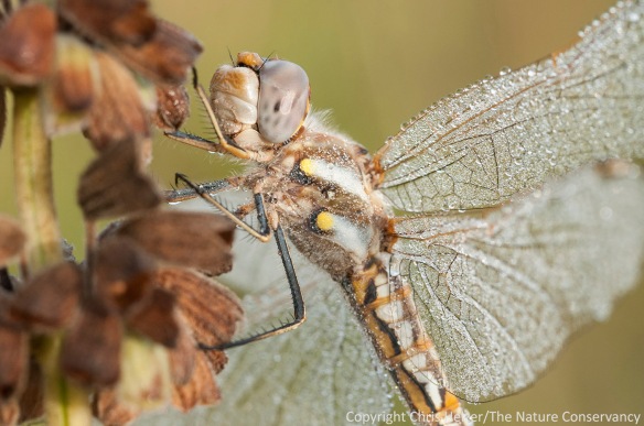 Dew-covered dragonfly on pitcher sage.  Lincoln Creek Prairie - Aurora, Nebraska.  September 13, 2013