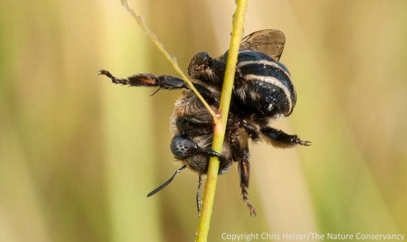 Another view of the same bee.