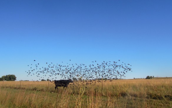 That is, until a lone calf honest-to-goodness peeled away from the group and charged the fence, seemingly aiming right for the birds. Although I’m sure there was some other unseen reason for his behavior, I like to think this calf was putting on a show.