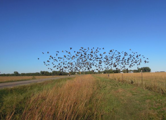 But that was apparently the last straw for the birds and they flew away toward the river.