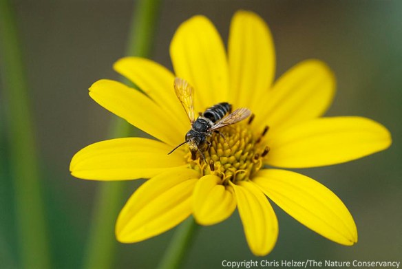 Native bees do best on native wildflowers.