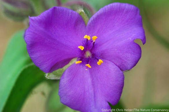 As a photographer, one nice perk of a backyard prairie garden is that I don't have to travel very far to photograph wildflowers and insects.