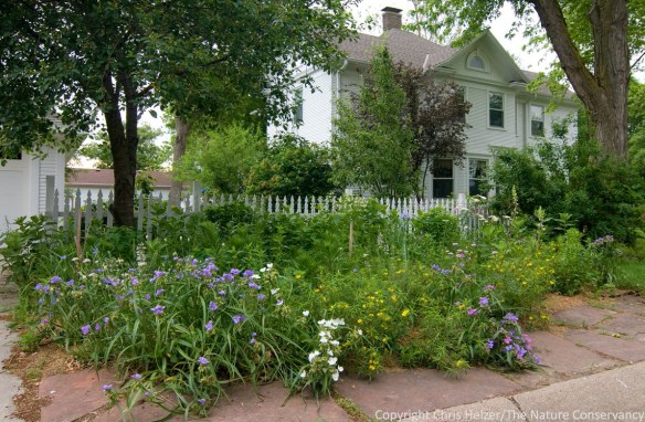 This prairie garden has a nice diversity of plant species.
