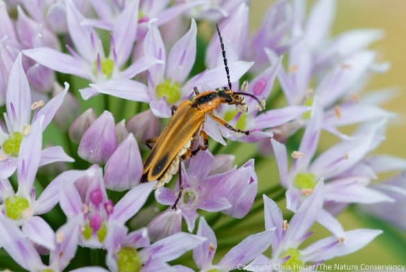 Soldier beetles are very common insects.