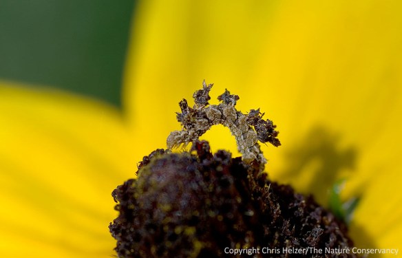 One of my all-time favorite insects is the camouflaged looper.
