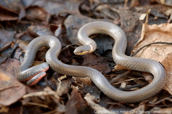 I found this ring-necked snake underneath a small eastern redcedar tree I was cutting down.  My kids got to see it too, which was a nice bonus.