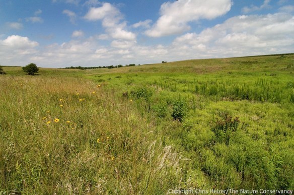 While there are a few places that were left unfarmed (foreground), much of the prairie is of low plant diversity, and the draws are dominated mainly by smooth brome.