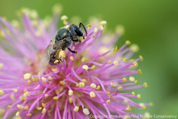I'm not collecting data on bees at my own prairie, but I definitely pay attention to both the abundance and diversity I see each time I visit, and I take note of whether or not there are always nectar plants blooming across the prairie.