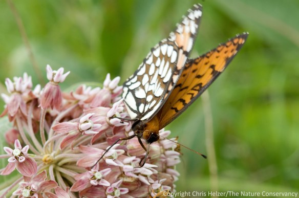 Regal fritillaries are one of many butterflies we see in the prairie.  There are apparently enough violets (their only larval food plant) to keep the population going.