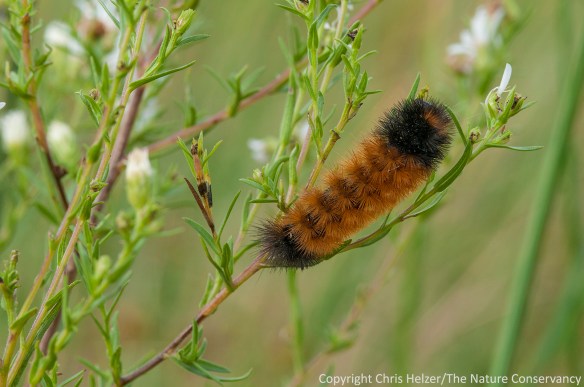 A tiger moth larva (woolly bear caterpillar) photographed on October 4, 2013.  The Nature Conservancy's Platte River Prairies, Nebraska.