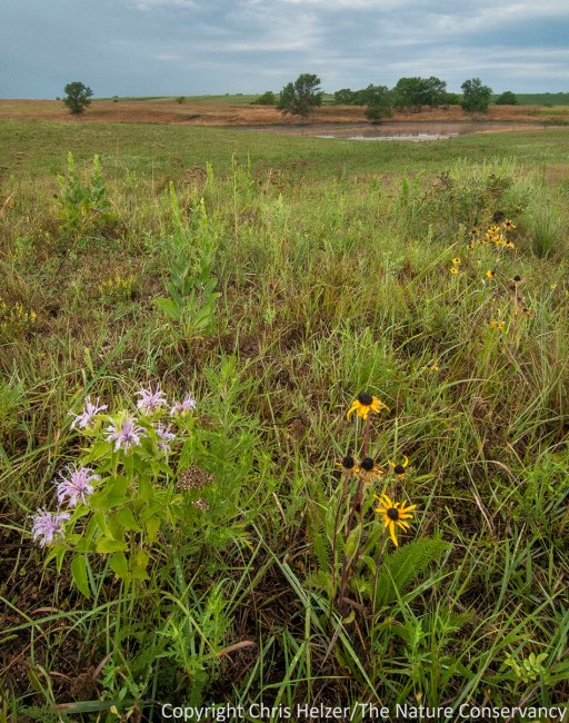 One strategy I've adopted from my work at The Nature Conservancy is overseeding.  I harvest my own seeds and broadcast them in the fall after a portion of the prairie has been grazed fairly intensively.  The results are not overwhelming, but I'm starting to see some good results, including "easy" plants such as black-eyed susan and bergamot (shown here) but also more conservative plants as well.