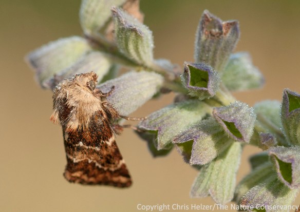 This moth used pitcher sage as an overnight roost, but this particular plant is done providing nectar for the year.  There are still a few pitcher sage plants blooming here and there, but not many.