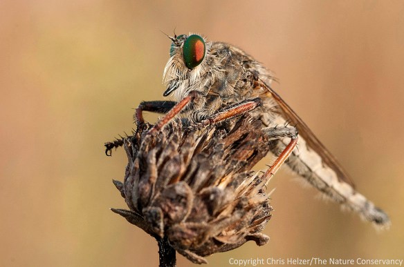 This one ended up relatively sharp...