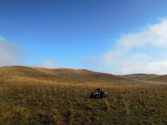 Fortunately, cattle are afraid of people so you can gently steer them where you need them to go by simply blocking their path, which is what Anne is doing in this photo. Sometimes they get confused or feisty and that’s when you have to dash after them to both create distance between you and be where you don’t want them to be.