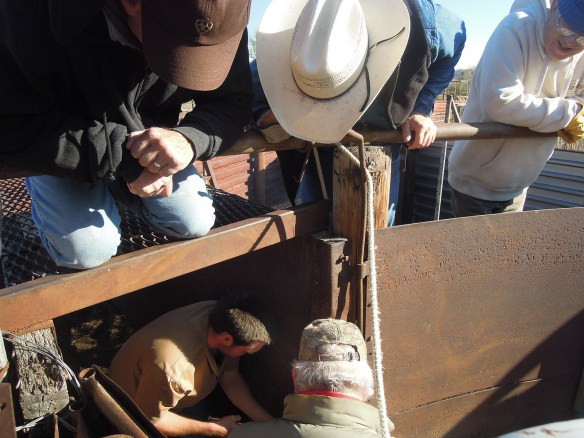 In their haste, the bison ripped out a strip of metal that then cut them as they exited the corral. It took nothing more than some on-site welding, a sledgehammer and teamwork to quickly fix it.