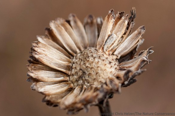 The seeds on this stiff sunflower (Helianthus pauciflorus) seed head are nearly gone.  Birds likely got most of them, though wind may have knocked some off as well.