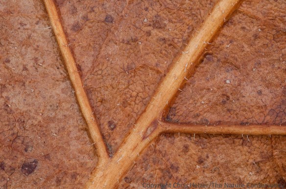 Can you identify what plant this leaf is from?