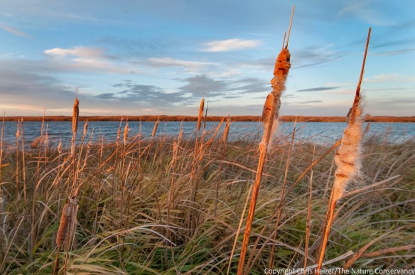 Invasive narrowleaf cattails, which surrounded the entire wetland (with a reed canarygrass understory).  But they WERE really pretty in that light!