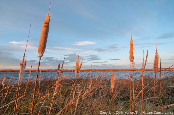 More cattails.  I was holding the big one on the left still with my hand...
