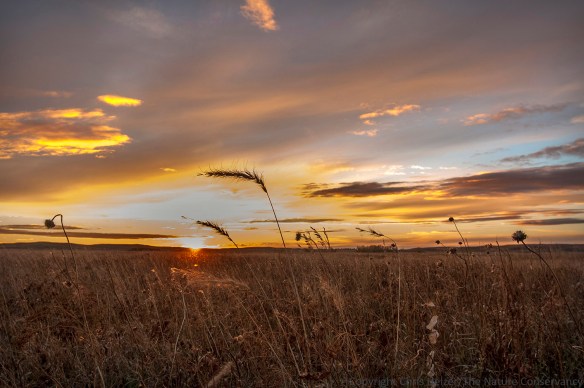 Look!  A native plant!  (Not that it matters, photographically...)  Canada wild rye silhouetted against the setting sun.