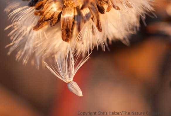 A stiff goldenrod seed is ready to fall from a seedhead.