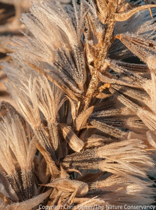 Dotted gayfeather also has short-lived, high-flying seeds. However, once a new plant is established, it puts down deep roots (literally - as deep as 10-15 feet).