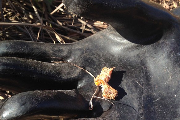 Open egg case on rubber herbicide glove (for science!). Back-side up.