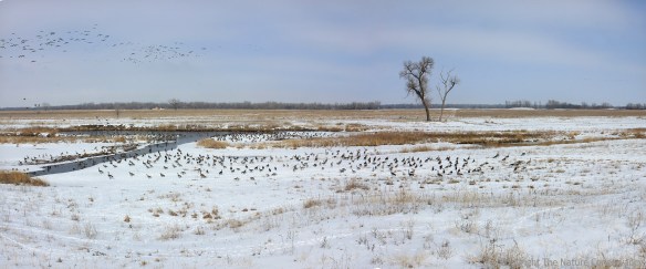 February 25, 2013. A flock of migratory Canada geese enjoys the snow-covered wetland.