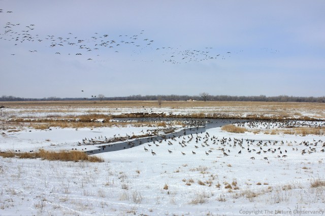 12:06pm.  February 25, 2013.  Canada geese and mallards are among the many migratory water birds that visited the wetland.  The heaviest use seems to be during the northward migration in late winter/early spring. 