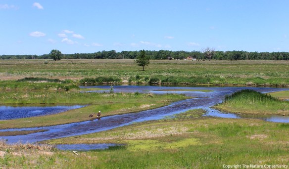 June 9, 2013.  11:36 am. Two bald eagles, one mature and one immature, sit on the edge of the water.  This may be part of the family raised in a nest about a mile to the north of this wetland.