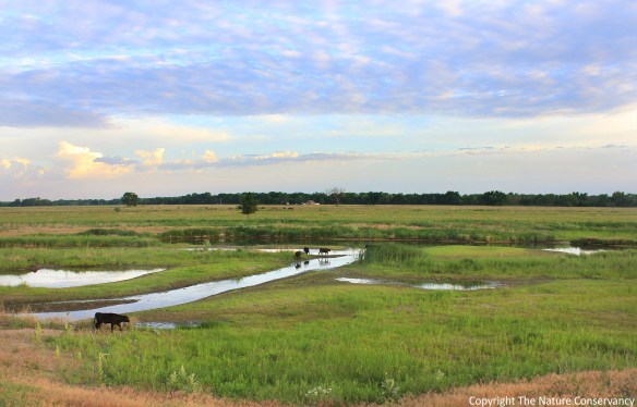 June 15, 2013.  6:33 am. Break out!  These calves found their way out of our pasture to the south and went for an early morning exploration.  They were eventually rounded up and returned.  