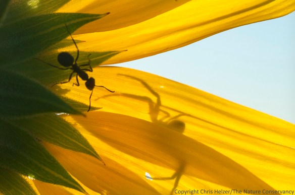 Ant and crab spider on an annual sunflower.  The Nature Conservancy's Niobrara Valley Preserve, Nebraska.