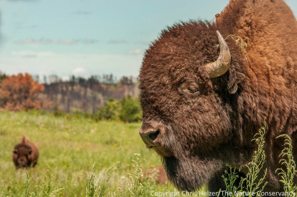 The same bison just a few seconds later.  (Both photos were taken from the safety of a pickup.)