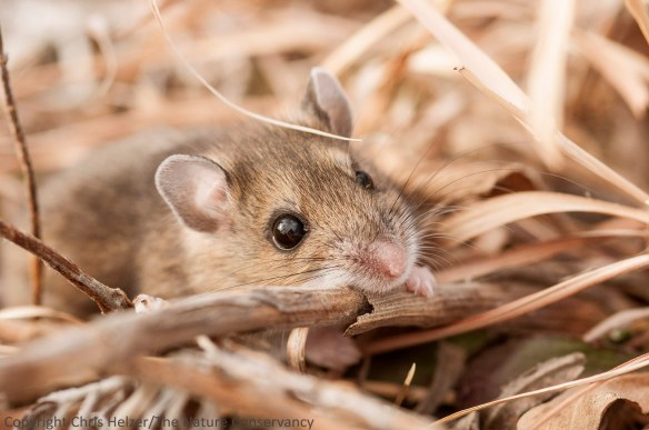 Deer mouse (Peromyscus maniculatus) at the Helzer family prairie.