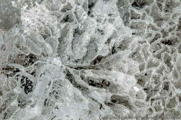 Patterns in ice.  Helzer prairie pond, near Stockham, Nebraska.