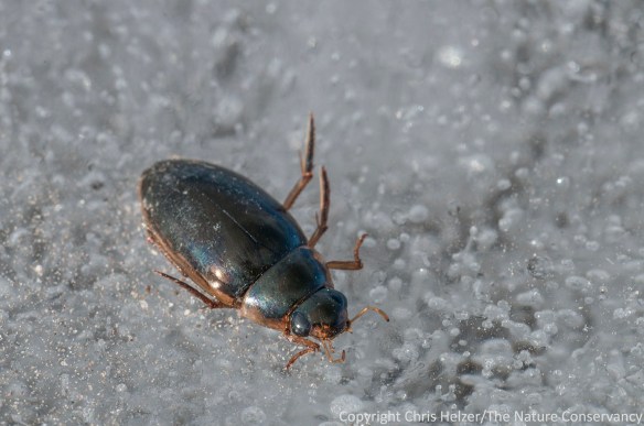 Here's one of the beetles that froze after (apparently) getting caught out on the ice after a warm day.  I'm hoping one of my entomologically-inclined friends can help me out with identification and/or natural history info?