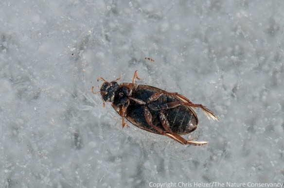 This beetle apparently got flipped over before freezing.