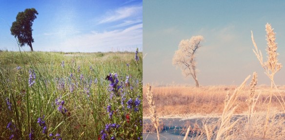Sand pit restoration: summer vs. winter.
