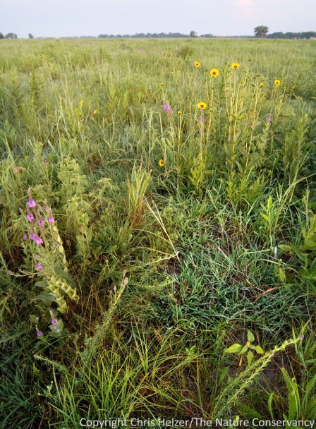 This photo shows the kind of selective grazing cattle can do in a patch-burn grazing system with a moderate stocking rate.  Ungrazed forbs in this photo include purple prairie clover and stiff sunflower, among many others. 