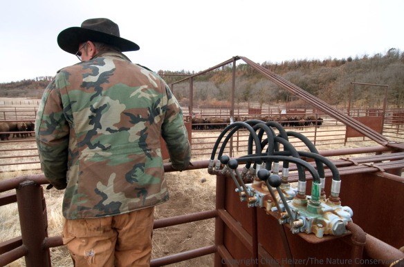 Conservancy employee Doug Kuhre runs the hydraulic-operated gates at a bison sorting corral at the Niobrara Valley Preserve.